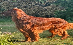Irish Setter dogs for sale: Irish Setter Puppies 💜 - Image 26