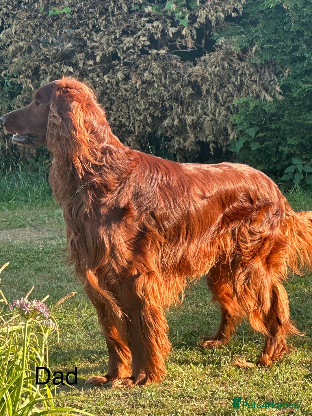 Irish Setter dogs for sale: Irish Setter Puppies 💜 - Image 26