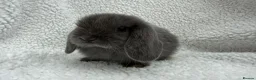 Mini Lop rabbits for sale: Last 2 plush lops available to reserve - Advert 21