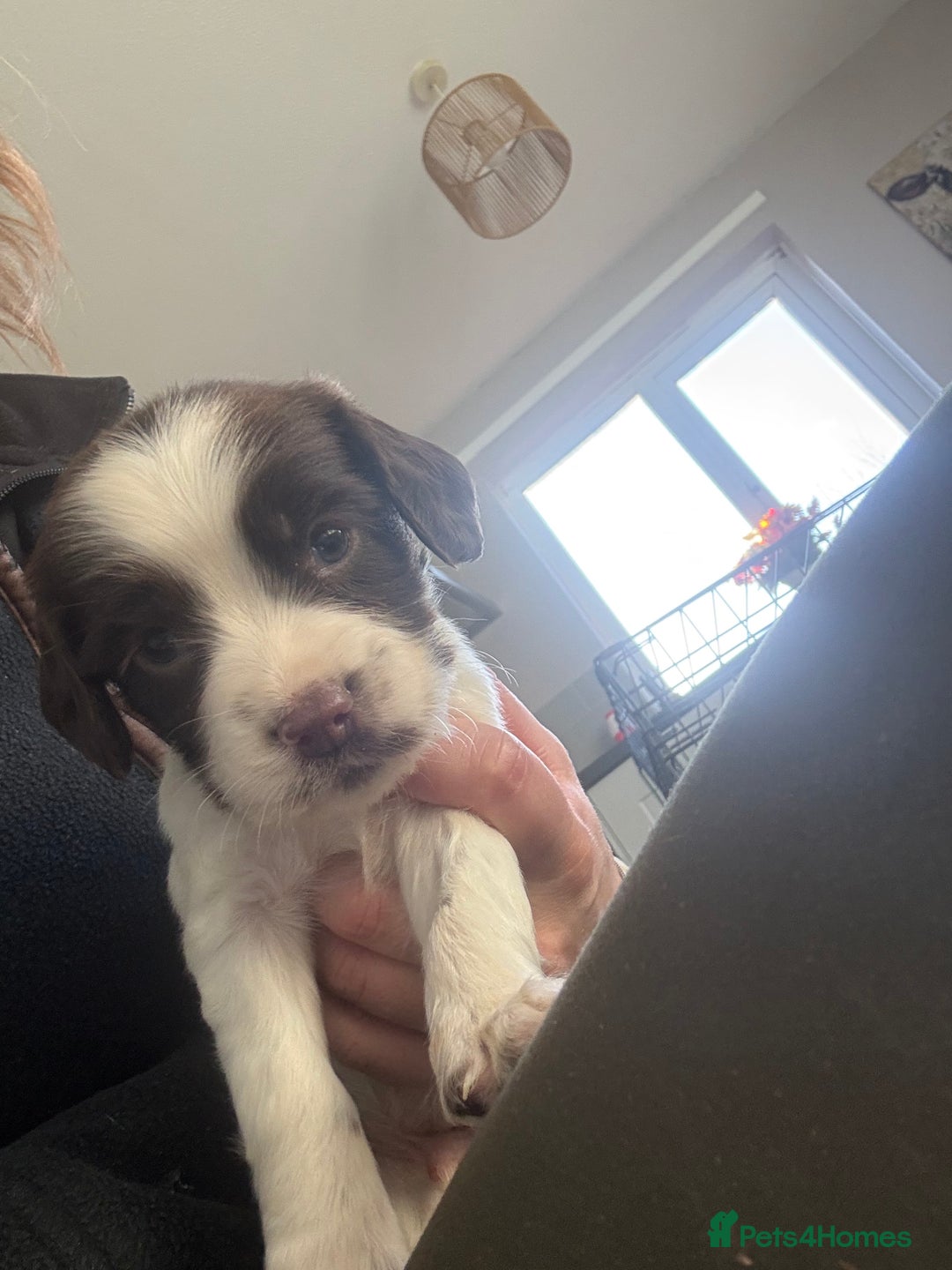 Sprocker dogs for sale: SPROCKER PUPPIES  - Advert 6