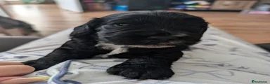 Klaus (will use preferred name when buyer informs)