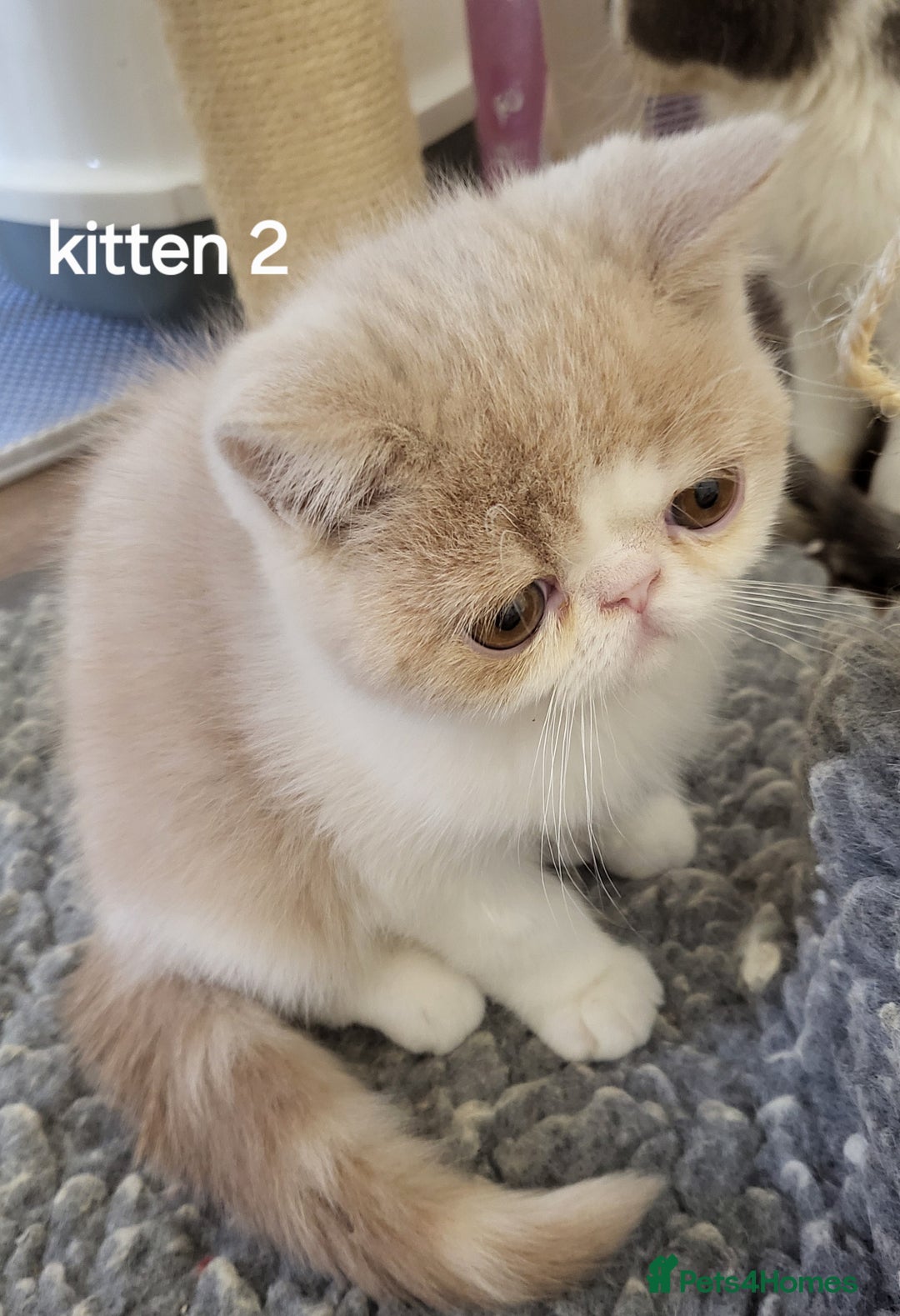 Exotic cats for sale: Registered Brothers  - Image 17