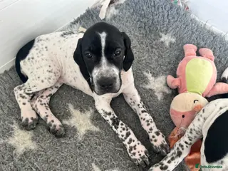 Pointer dogs Beautiful Pointer puppies - Advert 3