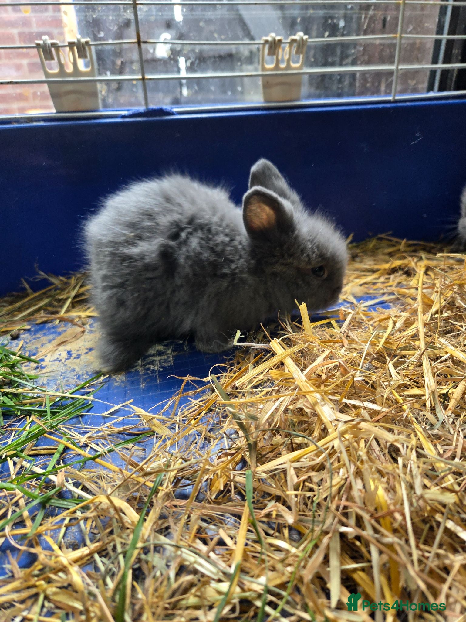 Lionhead rabbits Adorable baby lion heads - Advert 2