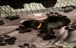 Yorkshire Terrier dogs for sale: Yorkshire terrier puppy  - Advert 3