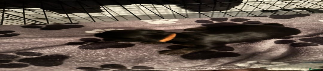 Yorkshire Terrier Puppy 2