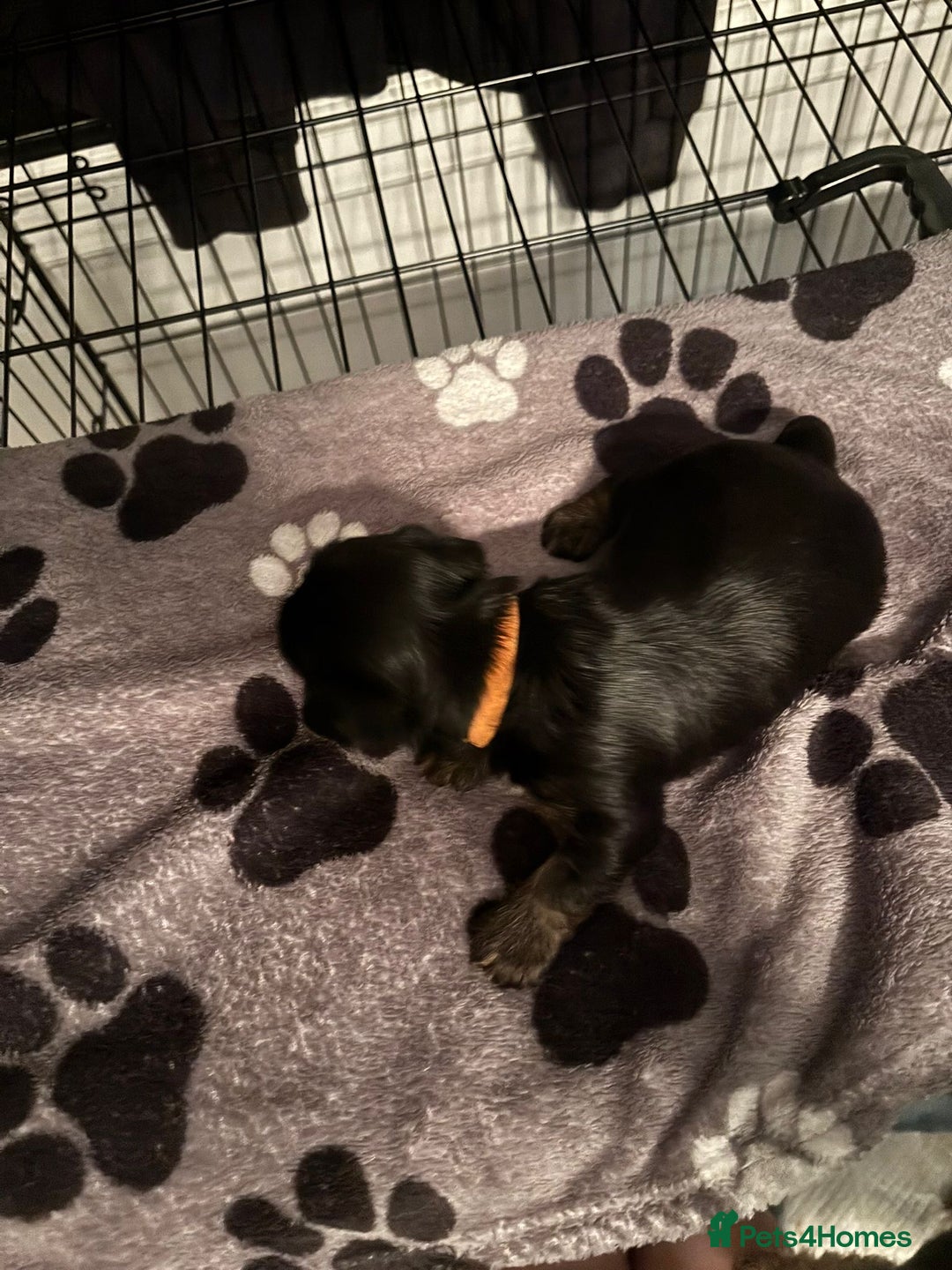 Yorkshire Terrier dogs for sale: Yorkshire terrier puppy  - Advert 3