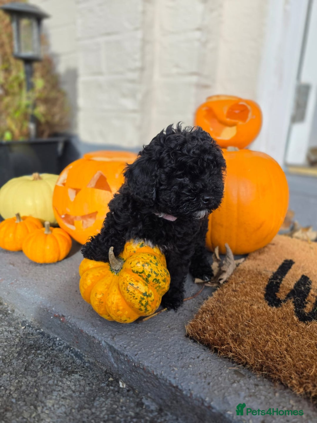 Maltipoo dogs for sale: Beautiful Maltipoo Girl Ready for Her Loving Home - Image 7