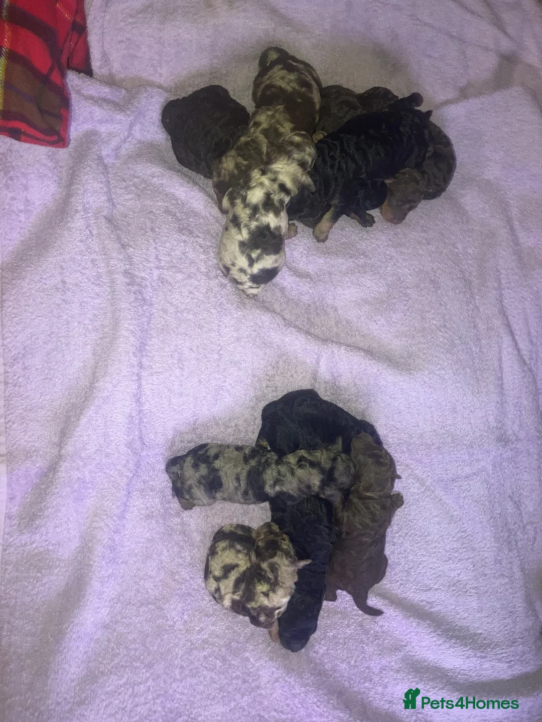 Cockapoo dogs for sale: Fb2 cockapoo puppies🐶 - Advert 10