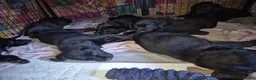 Mixed Breed dogs for sale: Lab x springer x german shepard  - Advert 5