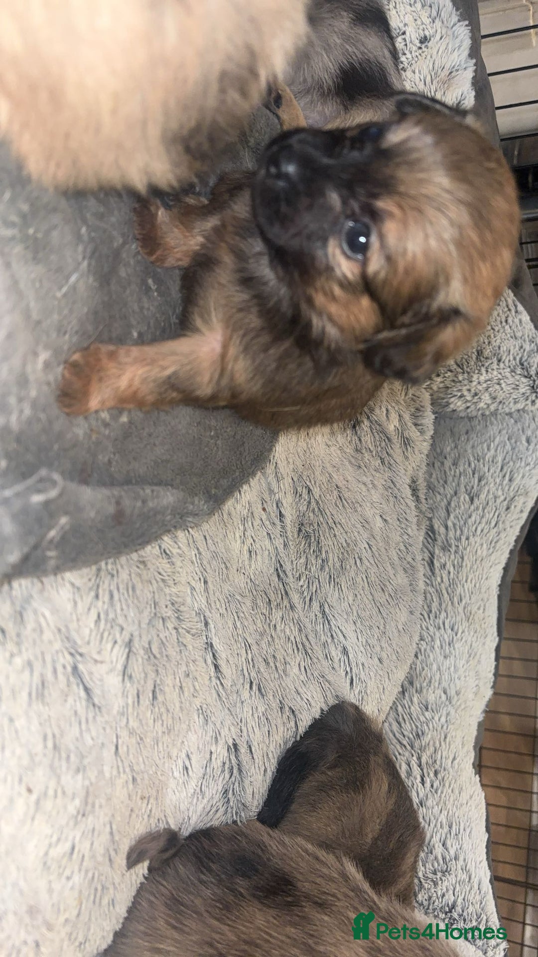 Chihuahua dogs for sale: MERLE CHIHUAHUAS 🐶 2 BOYS 1 GIRL STILL AVAILABLE - Advert 19