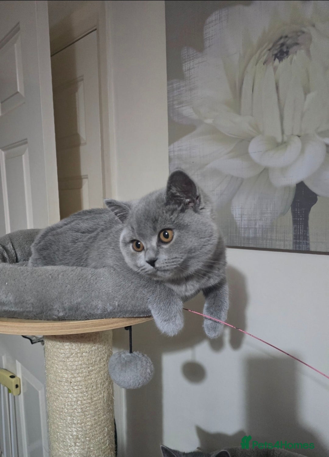 British Shorthair cats for sale: Full pedigree TICA BSH - Advert 2