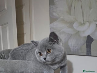 British Shorthair cats Full pedigree TICA BSH - Advert 7
