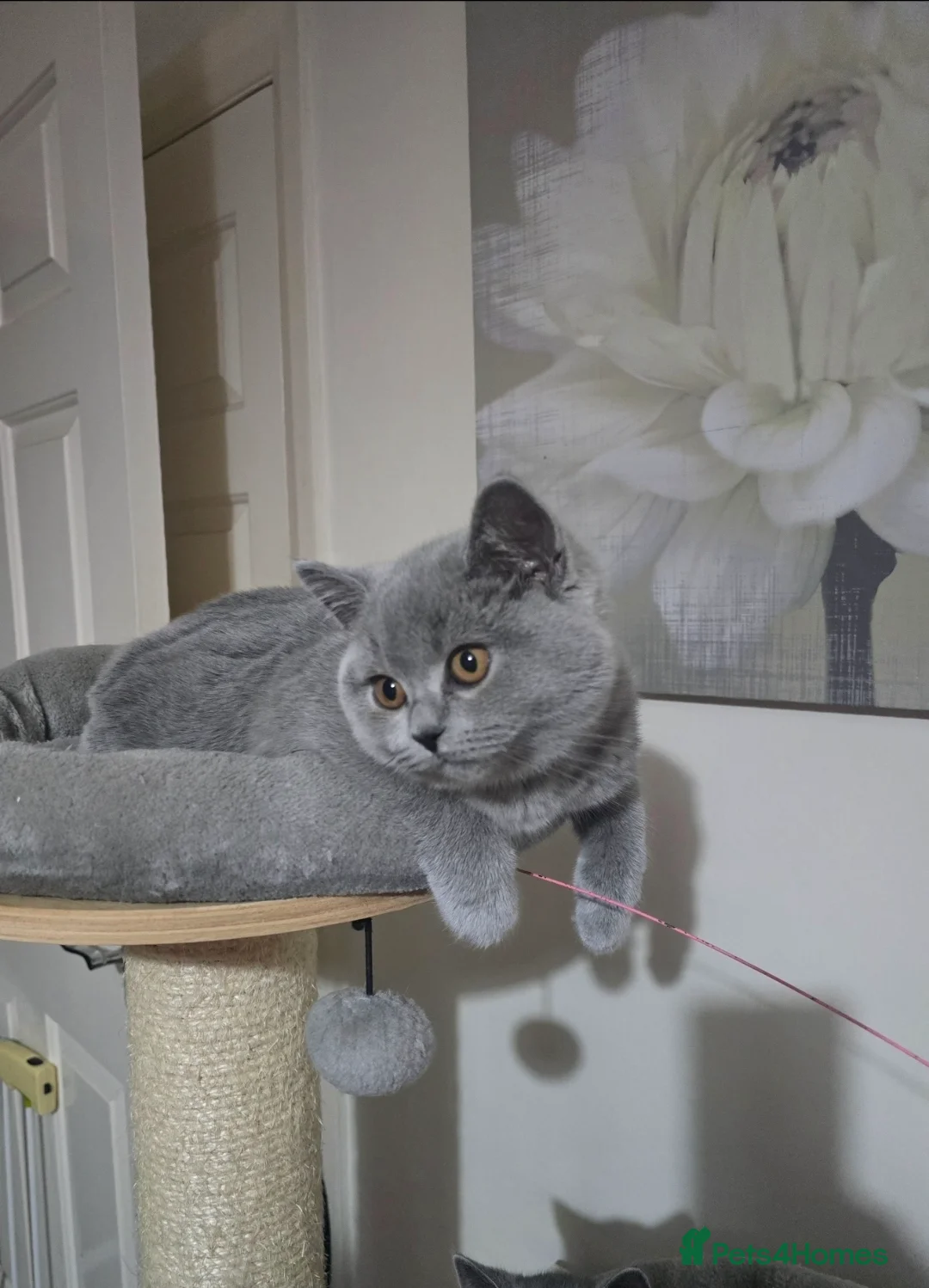 British Shorthair cats for sale: Full pedigree TICA BSH - Advert 4