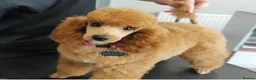 Toy Poodle dogs for sale: Toy poodle pups - Advert 4