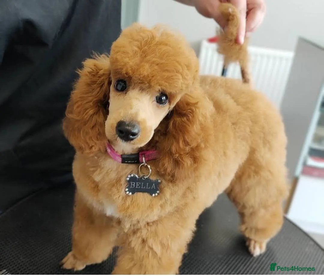 Toy Poodle dogs for sale: Toy poodle pups - Advert 4