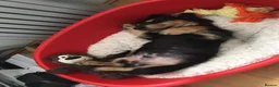Miniature Dachshund dogs for sale: Miniature longhaired dacsund babies  - Advert 8