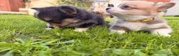 Welsh Corgi Pembroke dogs for sale: Kc pembroke corgi puppies - Advert 9