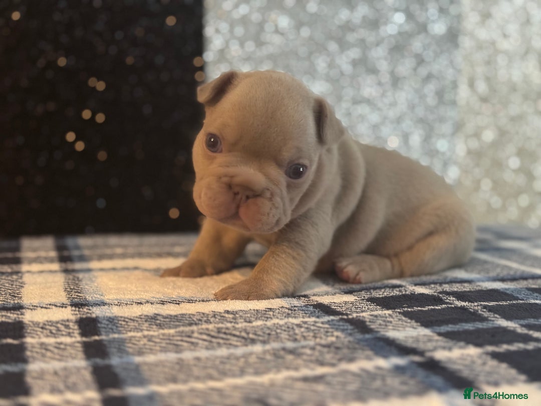 French Bulldog dogs for sale: Beautiful litter of 4 - Image 10