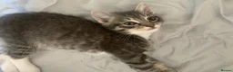 British Shorthair cats for sale: British short hair x rag doll tiked tabby  - Advert 3