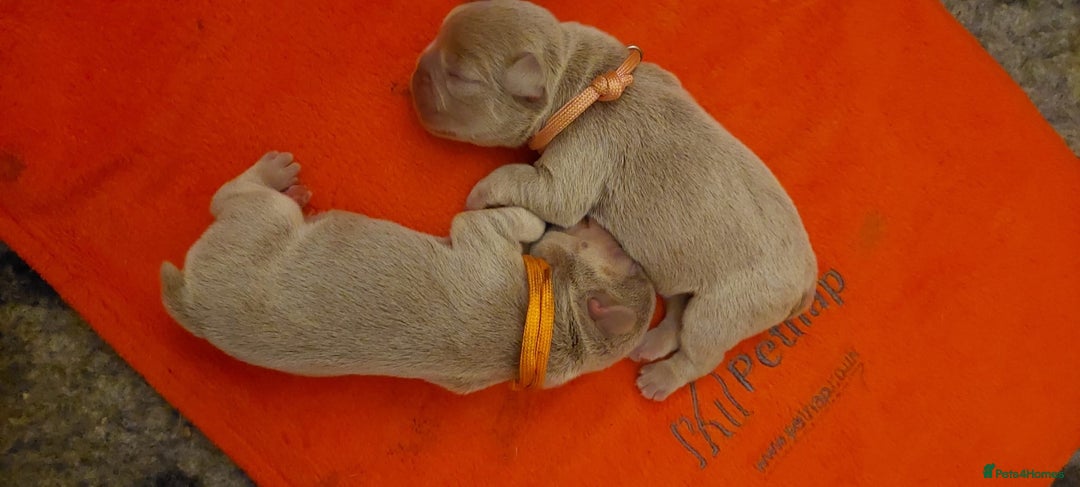 French Bulldog dogs for sale: KC Registered French Bulldog Puppies - Image 11