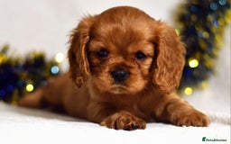 Cavalier King Charles Spaniel dogs for sale: Cavalier King Charles spaniel  - Image 15