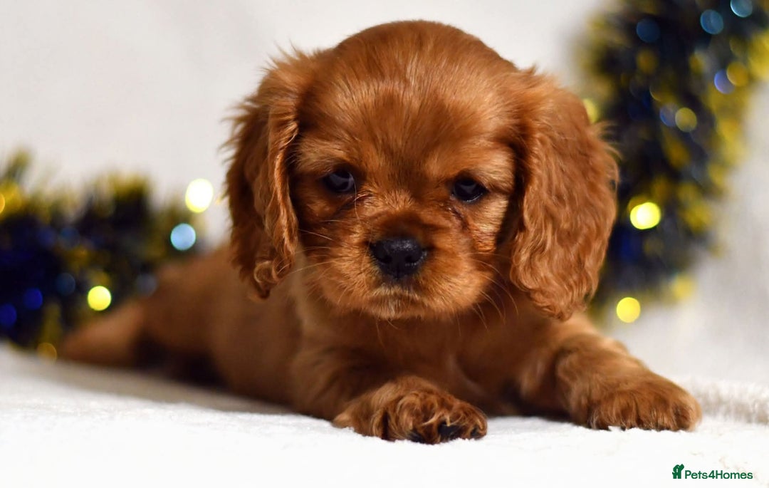 Cavalier King Charles Spaniel dogs for sale: Cavalier King Charles spaniel  - Image 15