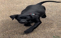 Labrador Retriever dogs for sale: Stunning Labrador puppies for sale  in Lostwithiel - Image 7