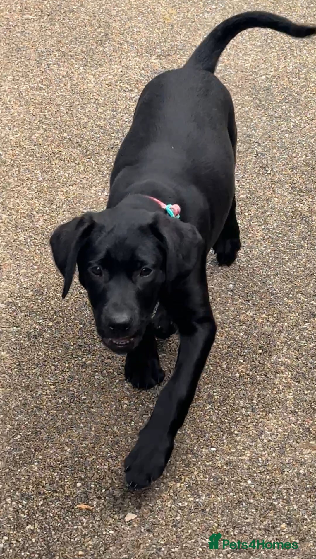 Labrador Retriever dogs for sale: Stunning Labrador puppies for sale  in Lostwithiel - Image 7
