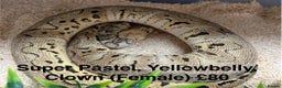 Python Snake reptiles for sale: Ball/ Royal Pythons for Sale - Advert 4