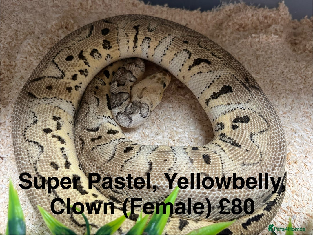 Python Snake reptiles for sale: Ball/ Royal Pythons for Sale - Image 4