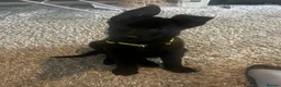 German Shepherd dogs for sale:  female German shepherd for sale 12 week old - Advert 1