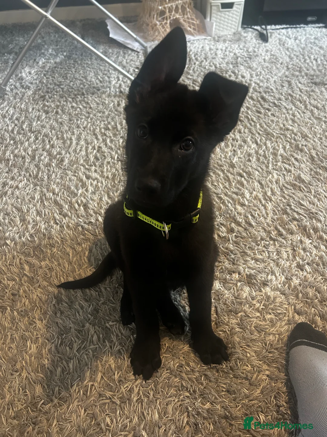 German Shepherd dogs for sale:  female German shepherd for sale 12 week old - Advert 1