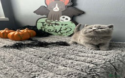 British Shorthair cats for sale: Beautiful British Shorthair Kittens - Image 7