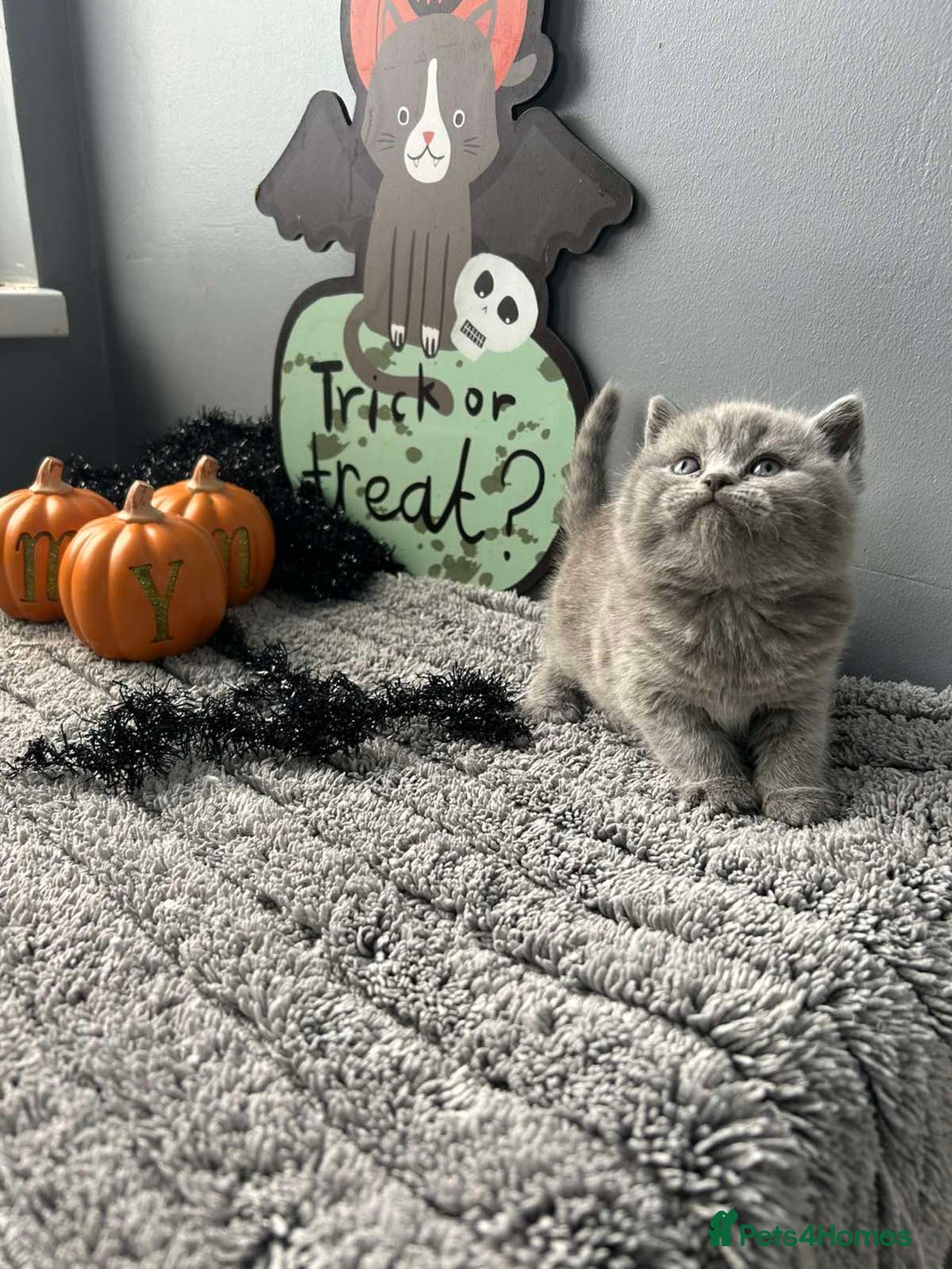 British Shorthair cats for sale: Beautiful British Shorthair Kittens - Image 7