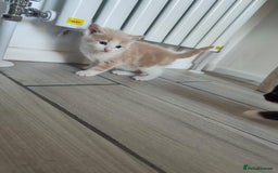 Mixed Breed cats for sale: 4 Mixed Breed Kittens  - Image 3