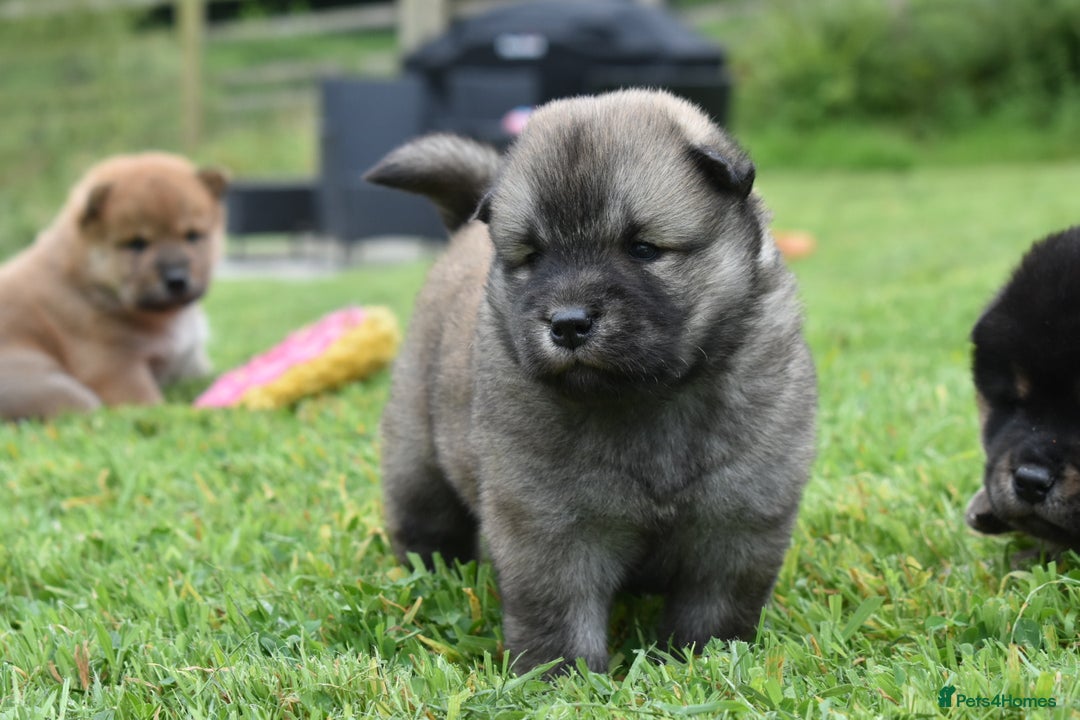 Siberian Husky dogs for sale: Beautiful Chowski puppies  - Image 24