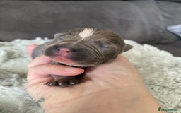 Staffordshire Bull Terrier dogs for sale: 🐾🐾Blue Staffordshire 🐾🐾 - Image 6