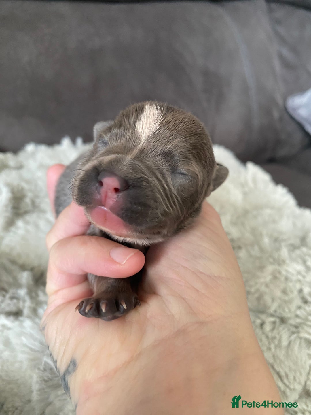 Staffordshire Bull Terrier dogs for sale: 🐾🐾Blue Staffordshire 🐾🐾 - Image 6