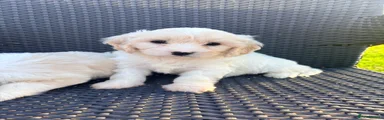 Cavachon 1