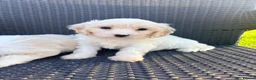 Cavachon dogs for sale: Cavachon puppies  in Wickford - Advert 10