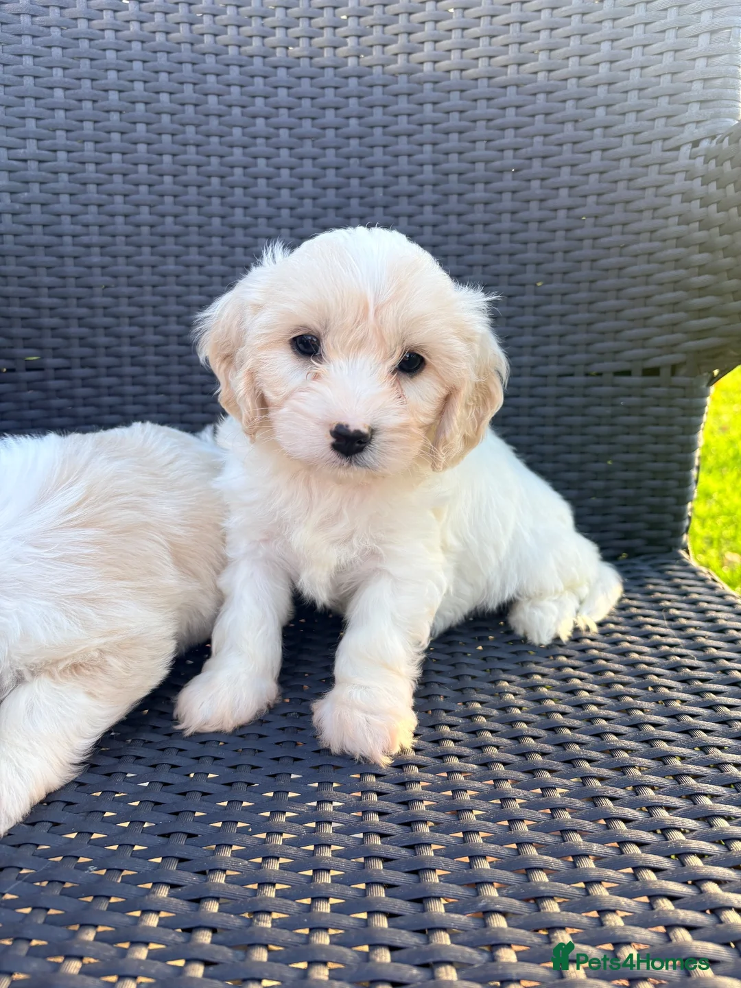 Cavachon dogs for sale: Cavachon puppies  in Wickford - Advert 10