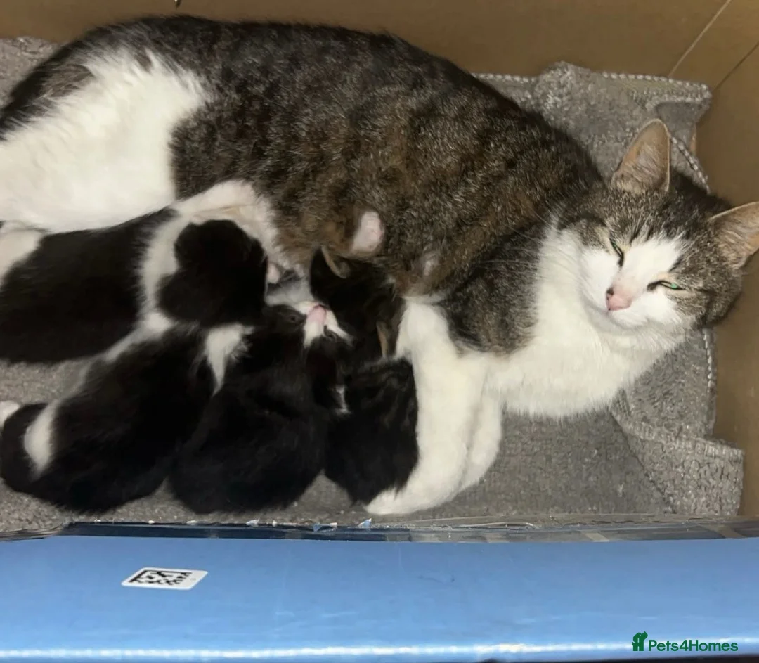 Mixed Breed cats for sale: 1 boy 1 girl - Advert 1
