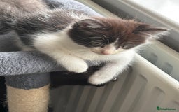 Mixed Breed cats for sale: Kittens  - Image 1