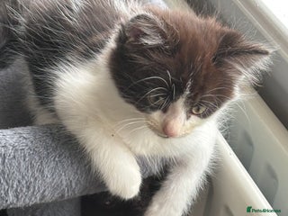 Mixed Breed cats - Advert 34