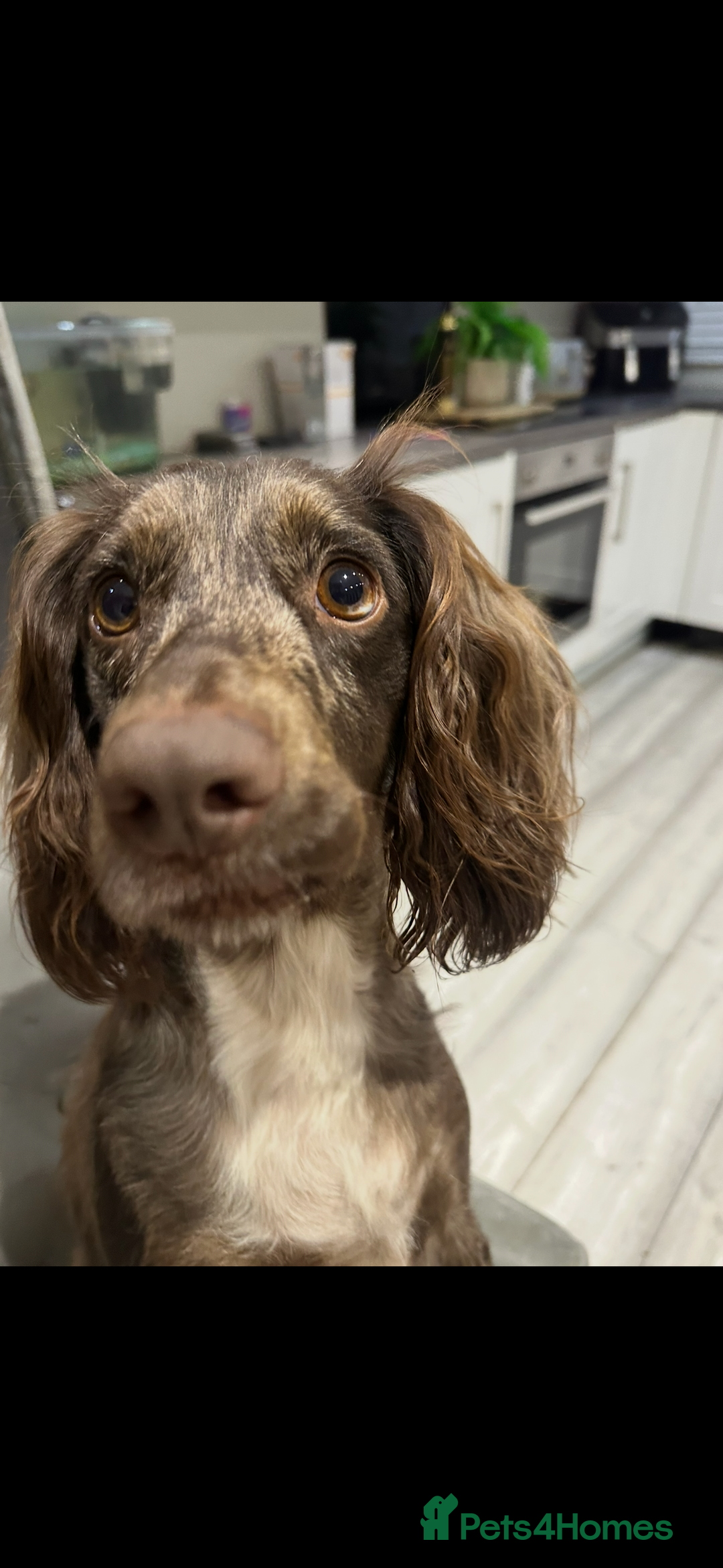 Cocker Spaniel dogs for sale: Female merle cocker spaniel  - Advert 6