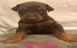 Dobermann dogs for sale: Doberman puppies  - Image 18