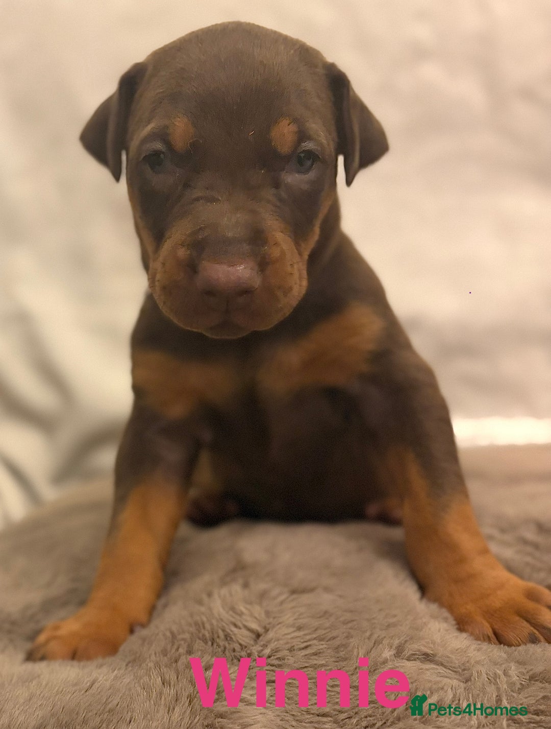 Dobermann dogs for sale: Doberman puppies  - Image 18