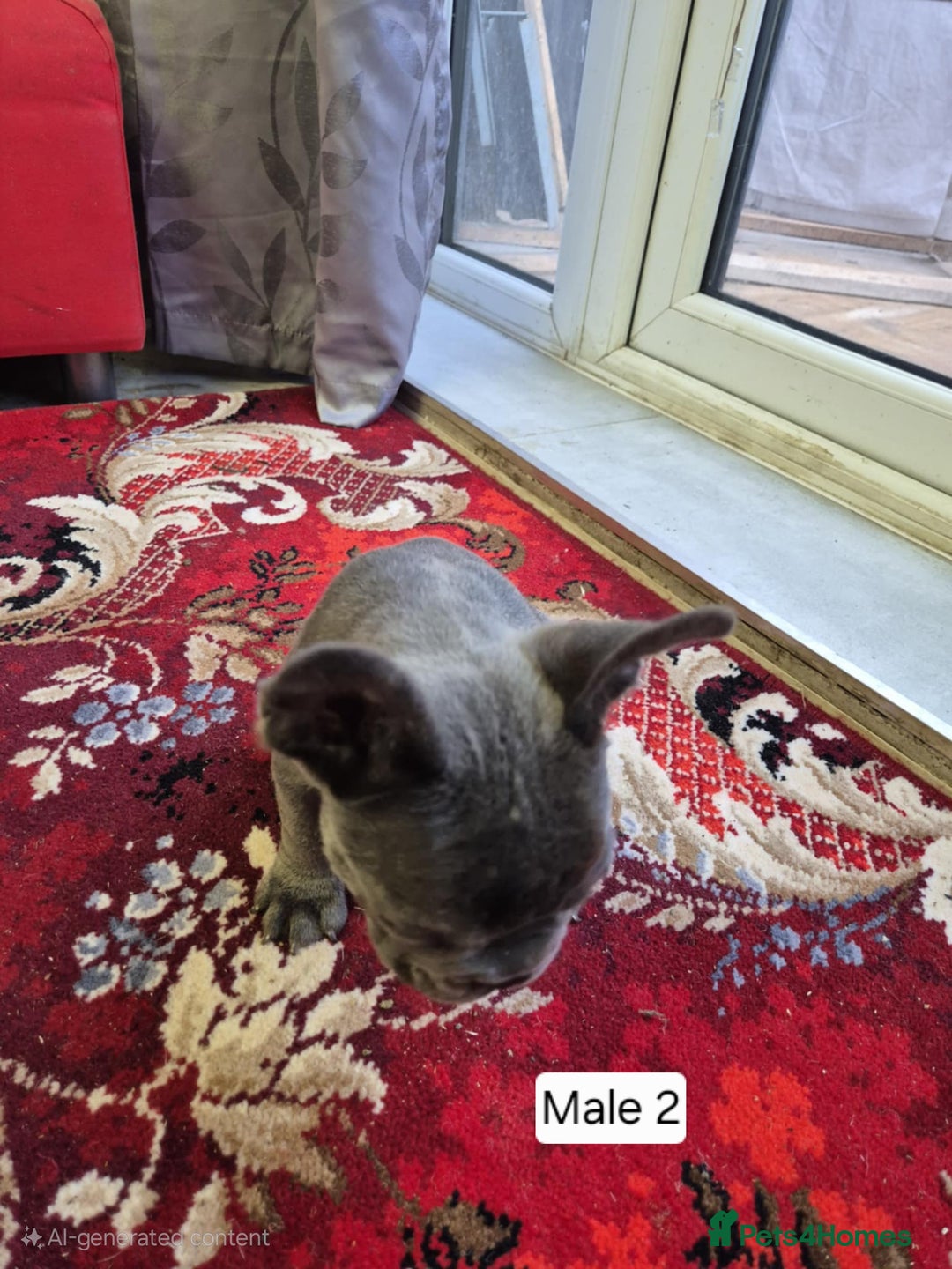 French Bulldog dogs for sale: French Bulldog Puppies  - Image 27