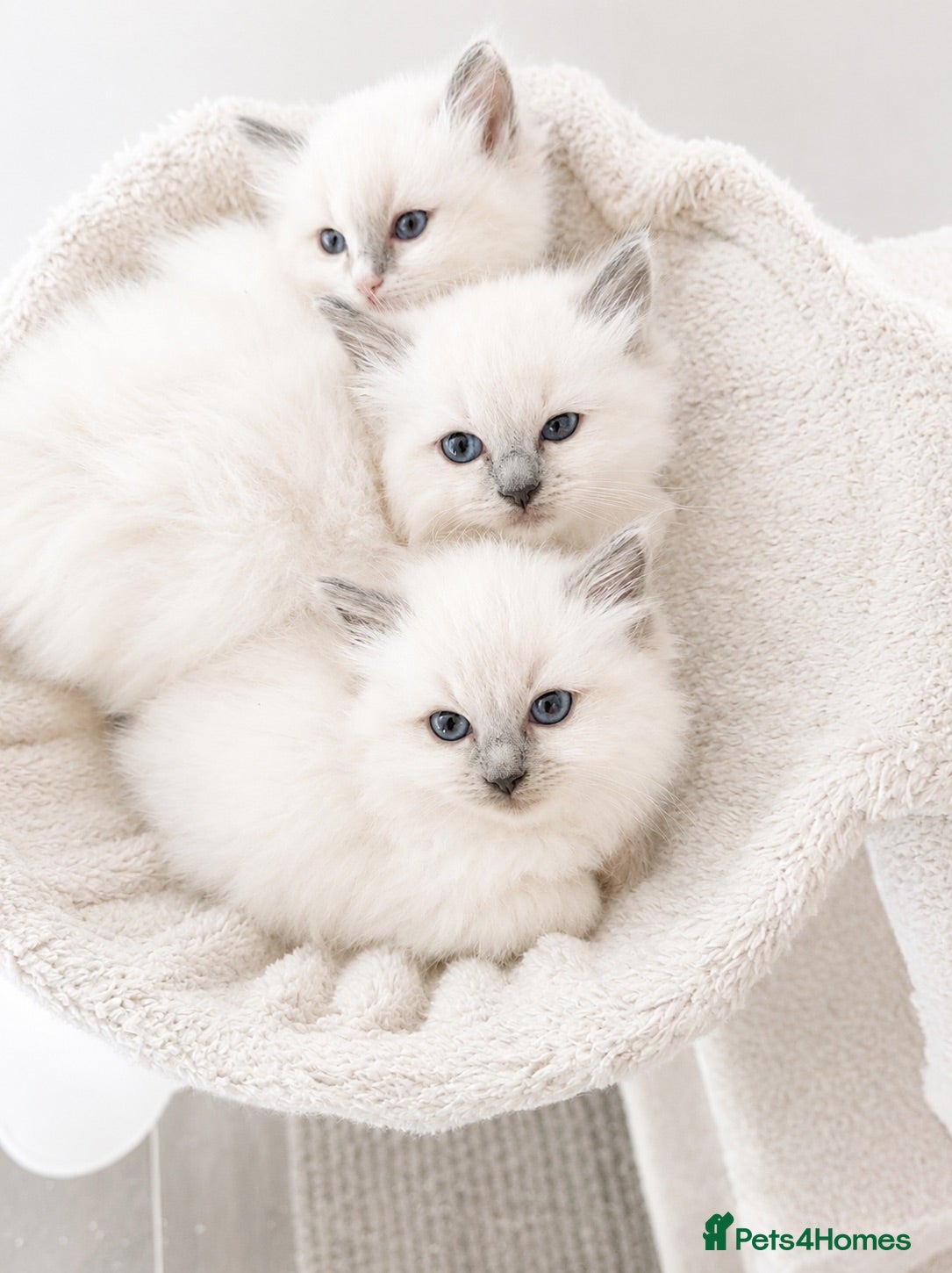 Ragdoll cats Beautiful Ragdoll Kittens – 3 Females & 2 Males - Advert 1